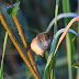 Vertébrés Oiseaux partie 7 (Passereaux Acrocephalidae à Corvidae)